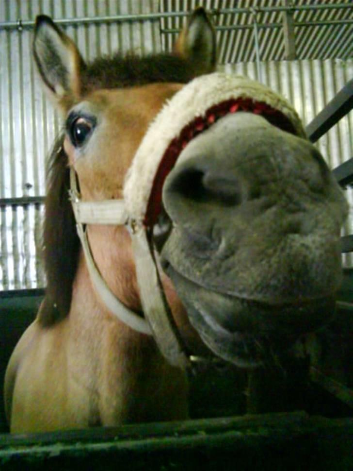 Anden særlig race Bleiki ii; <3  billede 5