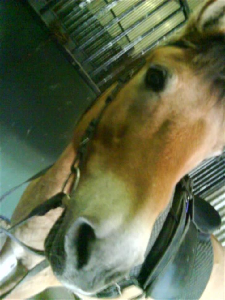 Anden særlig race Bleiki ii; <3  billede 7