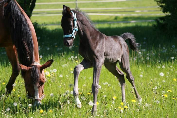 DSP Moonjam´s Classic Touch billede 1