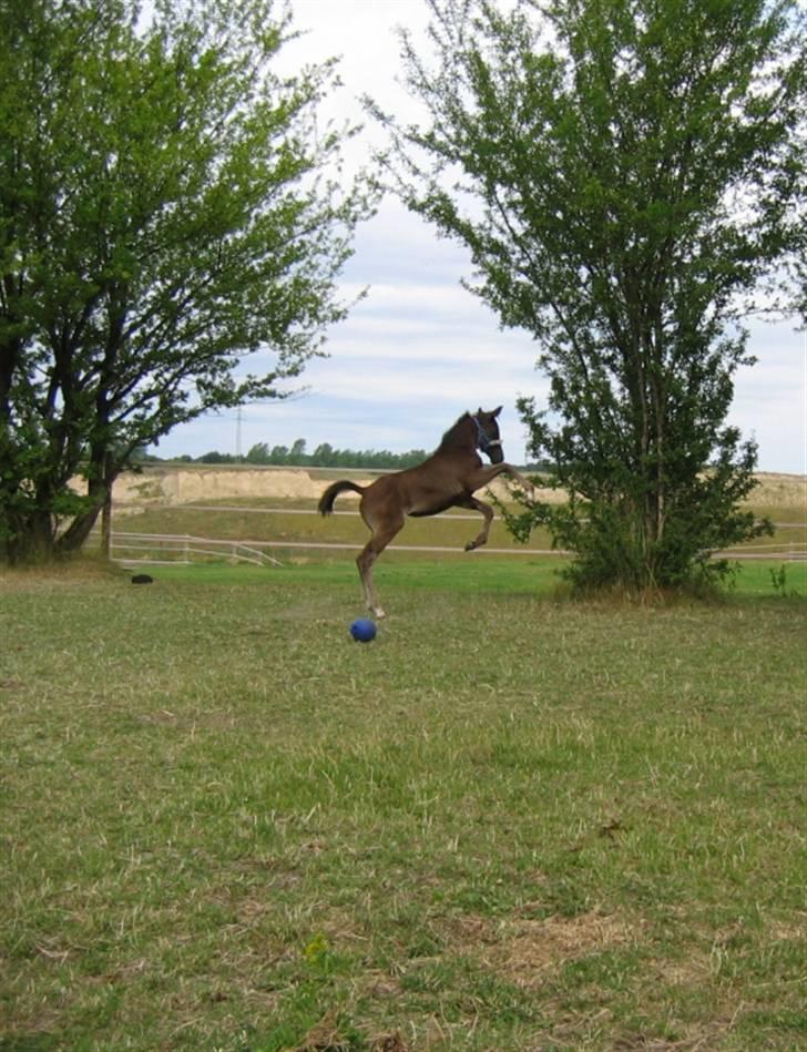 DSP Moonjam´s Classic Touch billede 2