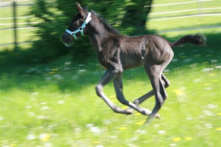 DSP Moonjam´s Classic Touch billede 3