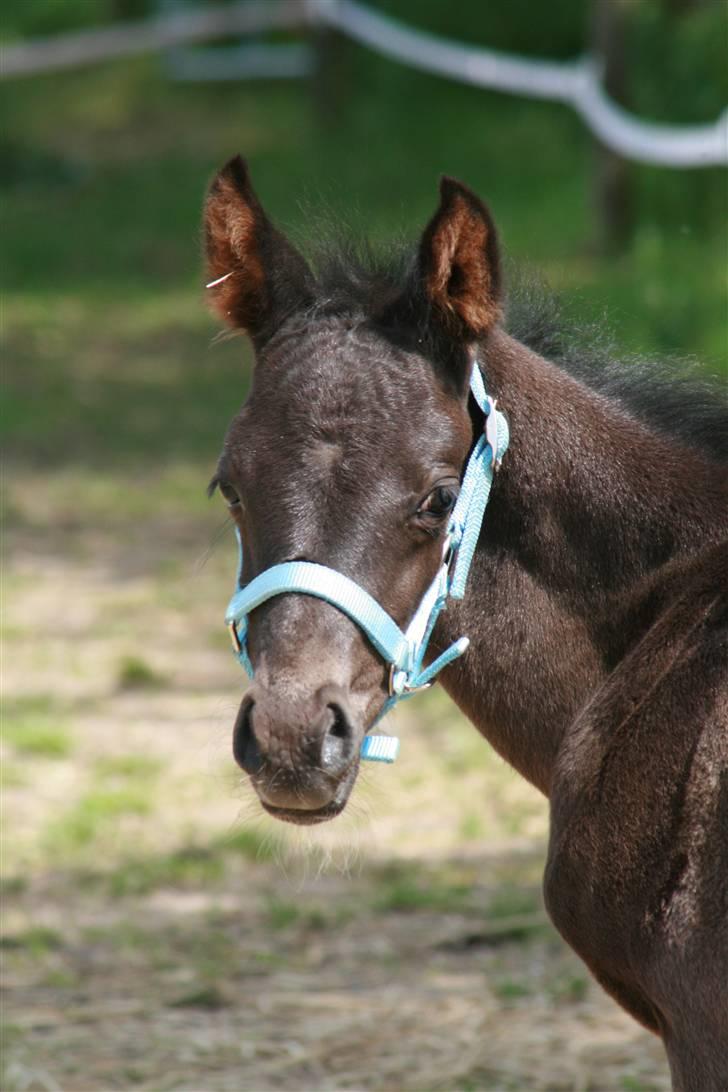 DSP Moonjam´s Classic Touch billede 4