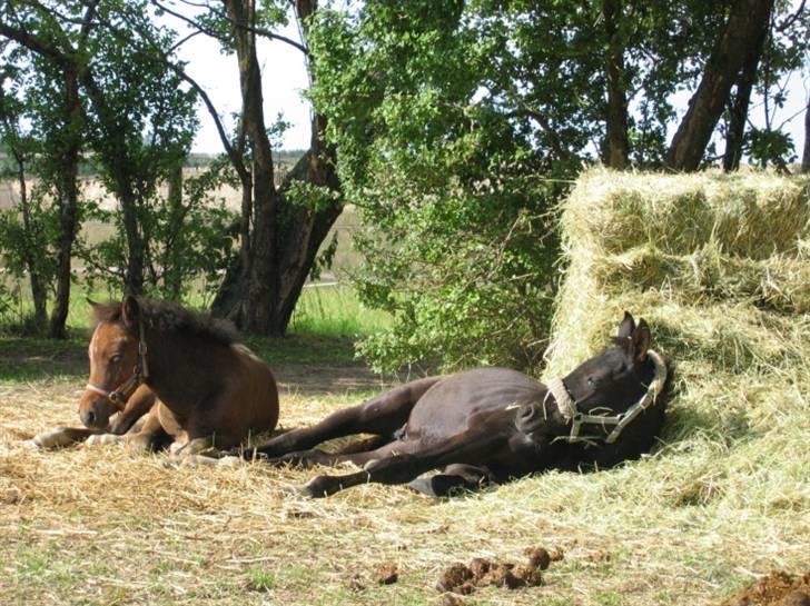 DSP Moonjam´s Classic Touch billede 5