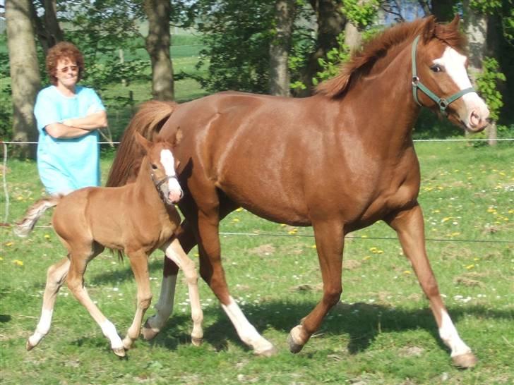 DSP Branszöed Zoya Bredager - Zoya og hendes første føl Hazzel 2008 billede 2