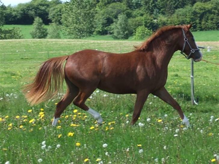 DSP Branszöed Zoya Bredager billede 5