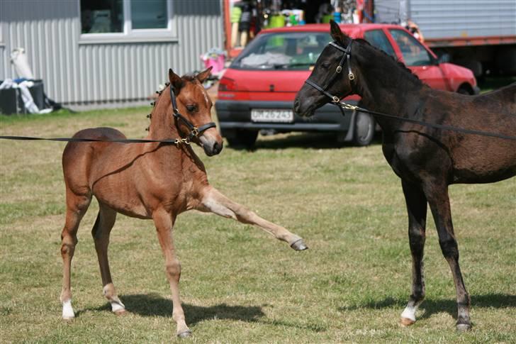 DSP Moonjam´s Classic Touch billede 6