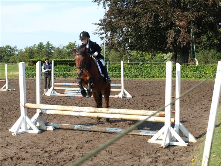 Anden særlig race |Buller| billede 16