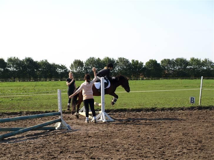 Anden særlig race |Buller| billede 17