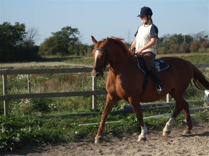 Frederiksborg Engkildegårds Fjela SOLGT - Trav. 24 Sep 08. Foto Mia billede 19