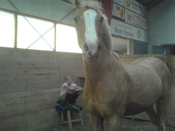 DSP Theo D. 2 *pensioneret* - Mig og theo lige før spring billede 1