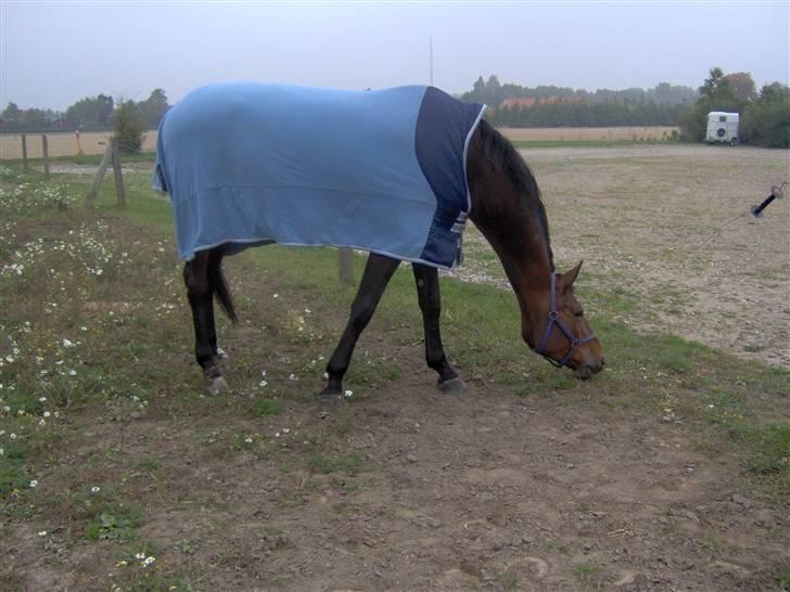 Dansk Varmblod Kongelunden Anastacia RIP - Gammelt fra fold på MBRK  billede 13