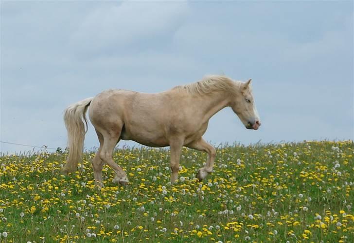 Palomino Max Edslev - SOLGT - sommerbillede - lukket øjne og en mælkebøtte i mundvigen :-) billede 11