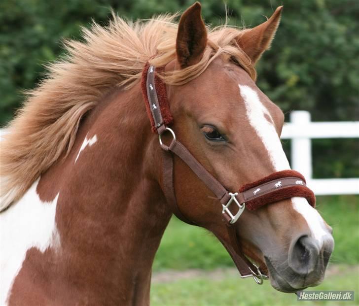 Anden særlig race Gaya billede 10