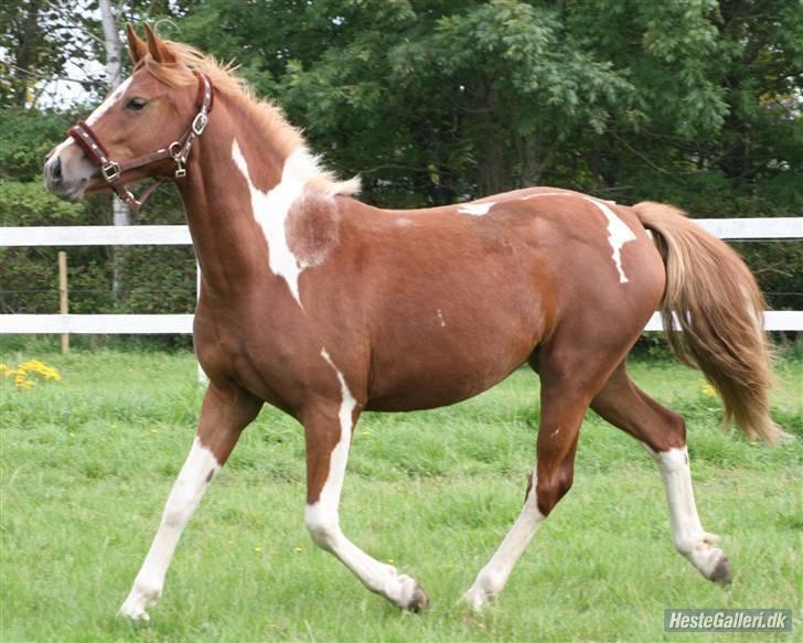 Anden særlig race Gaya billede 11