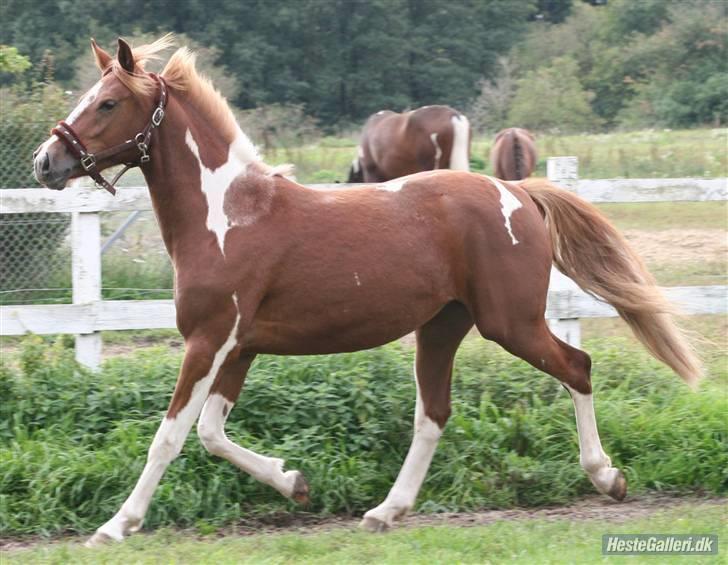Anden særlig race Gaya billede 12