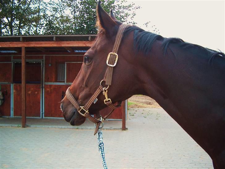 Fuldblod (XX) Call Girl xx billede 6