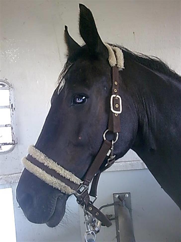 Oldenborg Lady Daphny SOLGT - fordi jeg har den smukkeste hest af alle.(o: billede 19