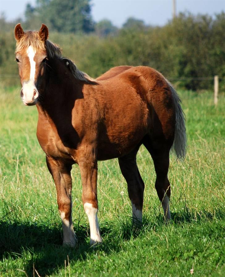Welsh Cob (sec D) HolmLunds Royal Princess billede 17