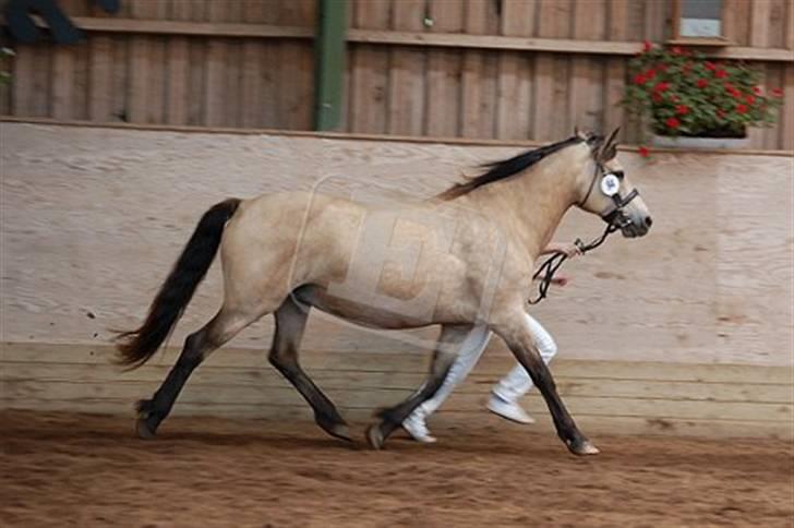 Connemara Mosens Rose Maree - Rosie i fuld trav til kåring. Billedet er taget af Ebba Christensen billede 16