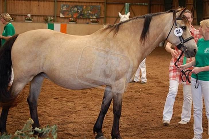 Connemara Mosens Rose Maree - Rosie og jeg til connemara kåring. Billedet er taget af Ebba Christensen billede 17