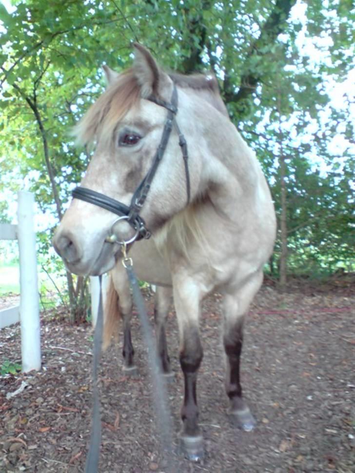 Anden særlig race Hekla  billede 10