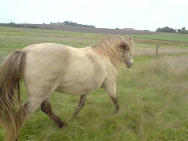 Anden særlig race Hekla  billede 11