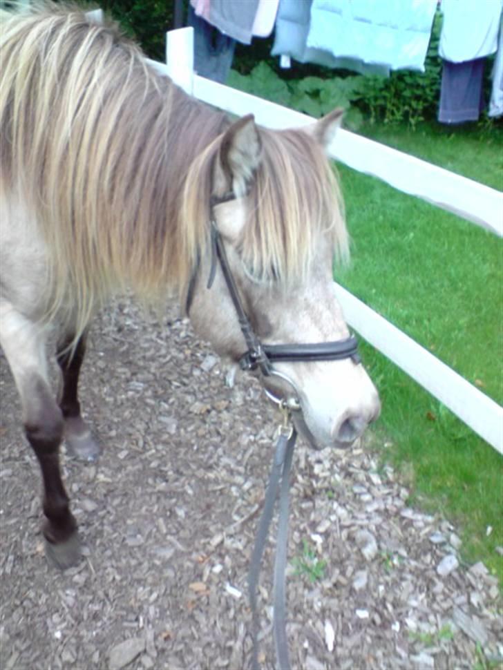 Anden særlig race Hekla  billede 12