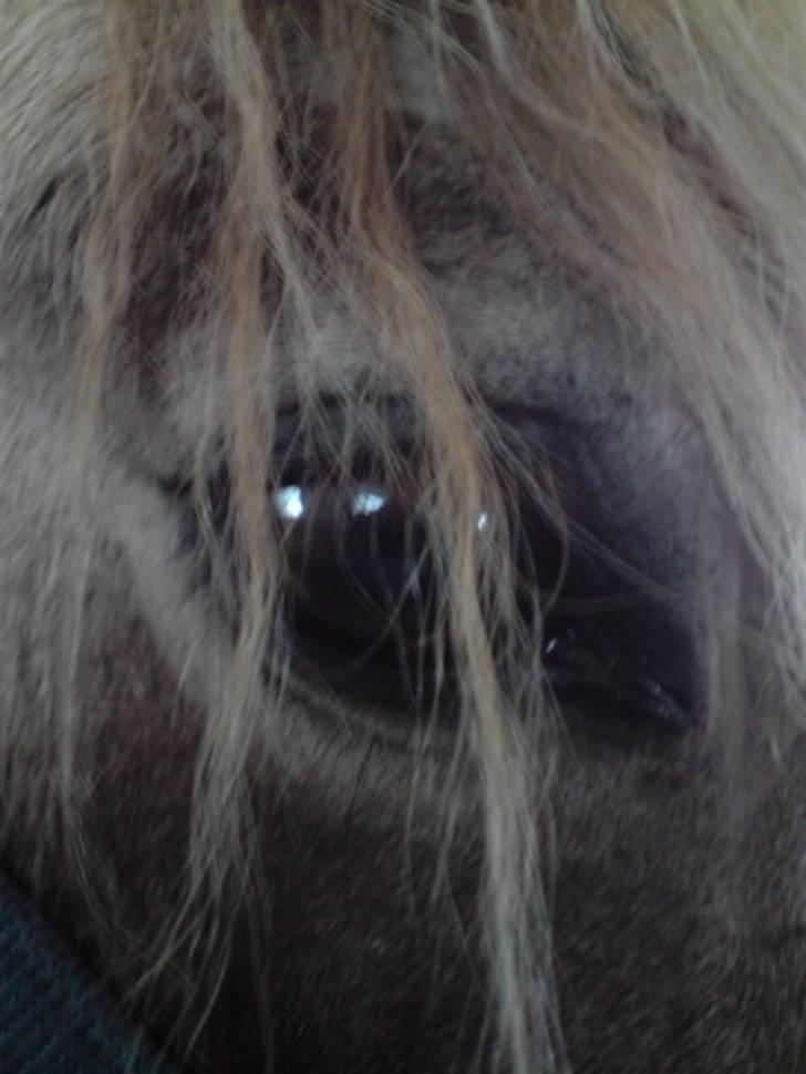 Anden særlig race Hekla  billede 13