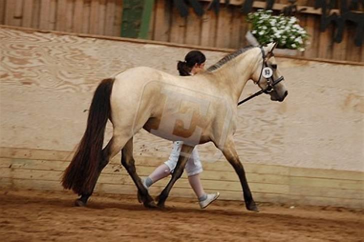 Connemara Salia Maree Manié SOLGT - Salia til connemara kåring. Trav på trekant. Billedet er taget af Ebba Christensen billede 6