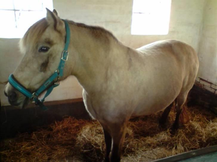 Anden særlig race Hekla  billede 14