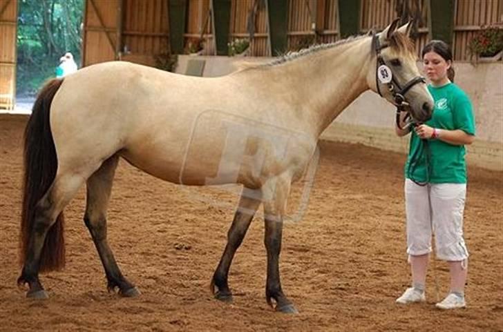 Connemara Salia Maree Manié SOLGT - Salia til connemara kåring. Theresa der står med hende :) . Billedet er taget af Ebba Christensen :) billede 7