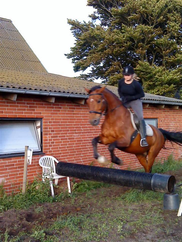 Dansk Varmblod Cornet - Cornet og jeg springer., hehe., <33 billede 6