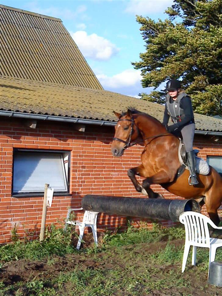 Dansk Varmblod Cornet - weeeee hihi.,, hop hop., billede 7