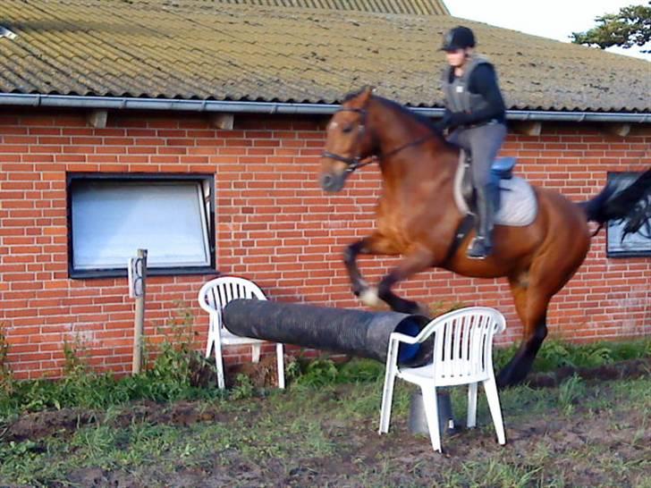 Dansk Varmblod Cornet - sring., hop hop., billede 8