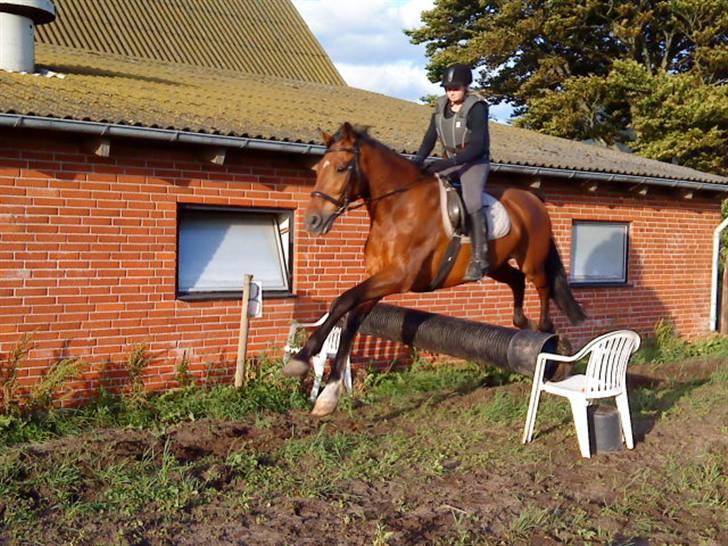 Dansk Varmblod Cornet - vi flyver.,  hehe <33 billede 9