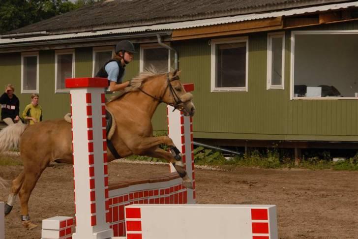 Palomino Nivågårds Lucky billede 9