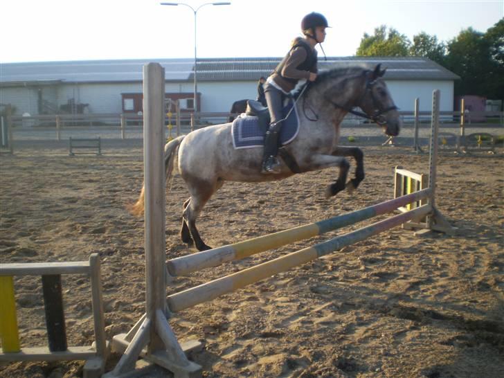 Anden særlig race Tøsen RIP. - mig og tøllemin til spring trænig(: <3333 ily d; »foto:lotte*tak« billede 7