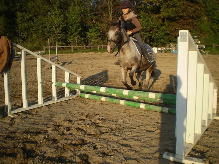 Anden særlig race Tøsen RIP. - træning »foto:lotte*tak(:« billede 8