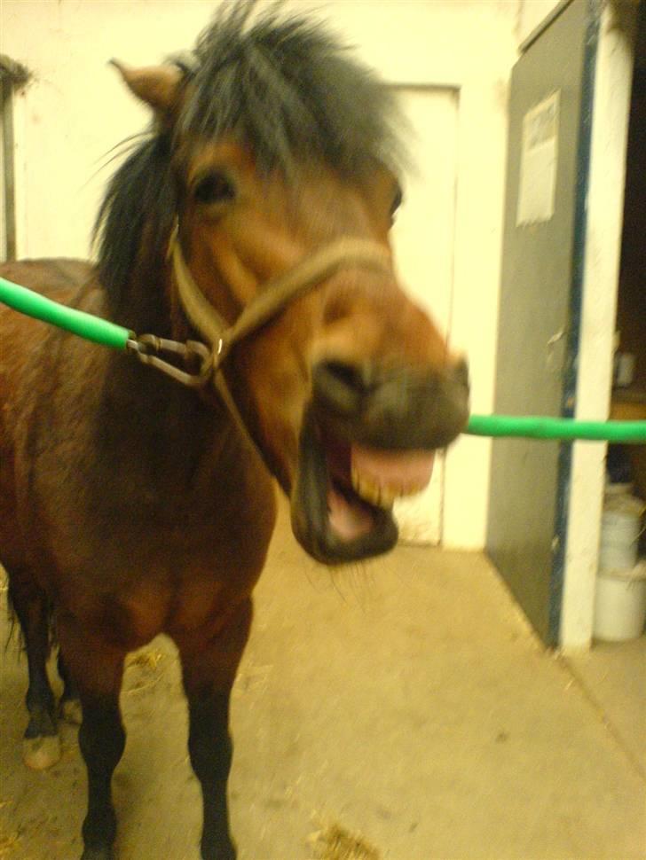 Connemara Don pedro - hahhahahahahhaha, kan virkelig ikk stoppe !!!  billede 3