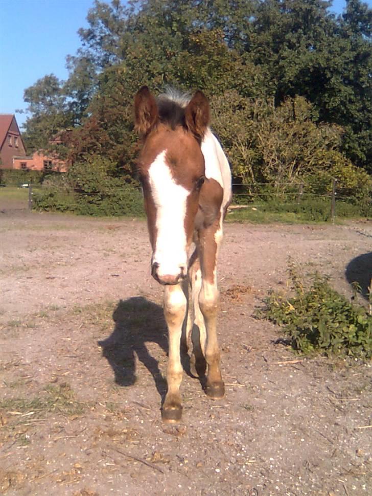 Anden særlig race Thunder Cloud R.I.P billede 17