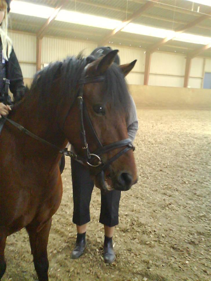 Connemara Don pedro - er jeg ikk charmerene !? billede 6