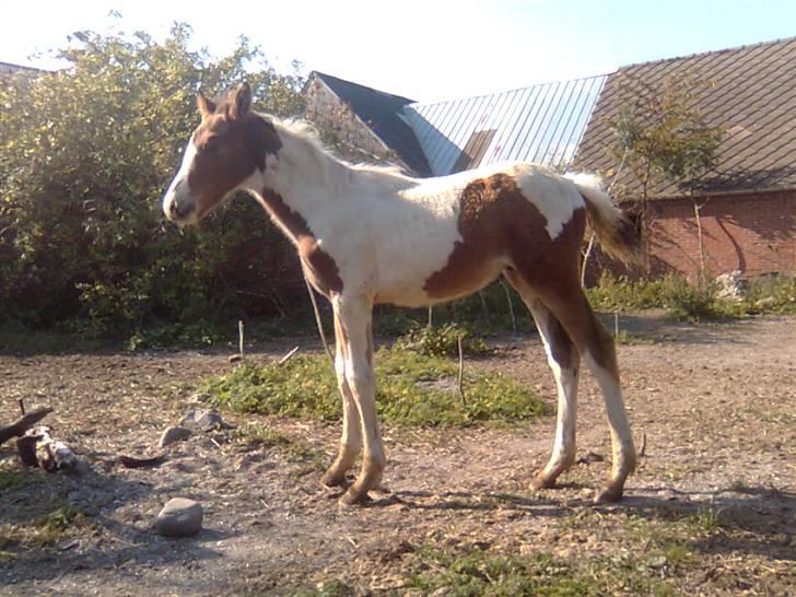 Anden særlig race Thunder Cloud R.I.P billede 18