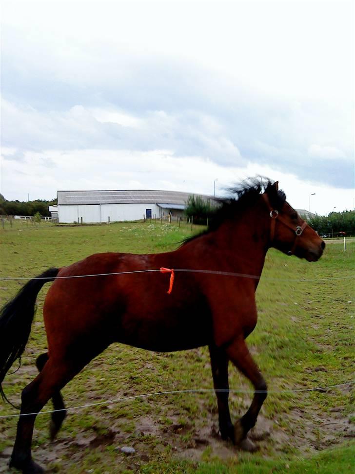 Connemara Don pedro - weeee ,, fuldgalop på fold <3  billede 9