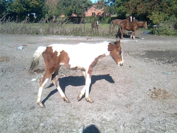 Anden særlig race Thunder Cloud R.I.P billede 19