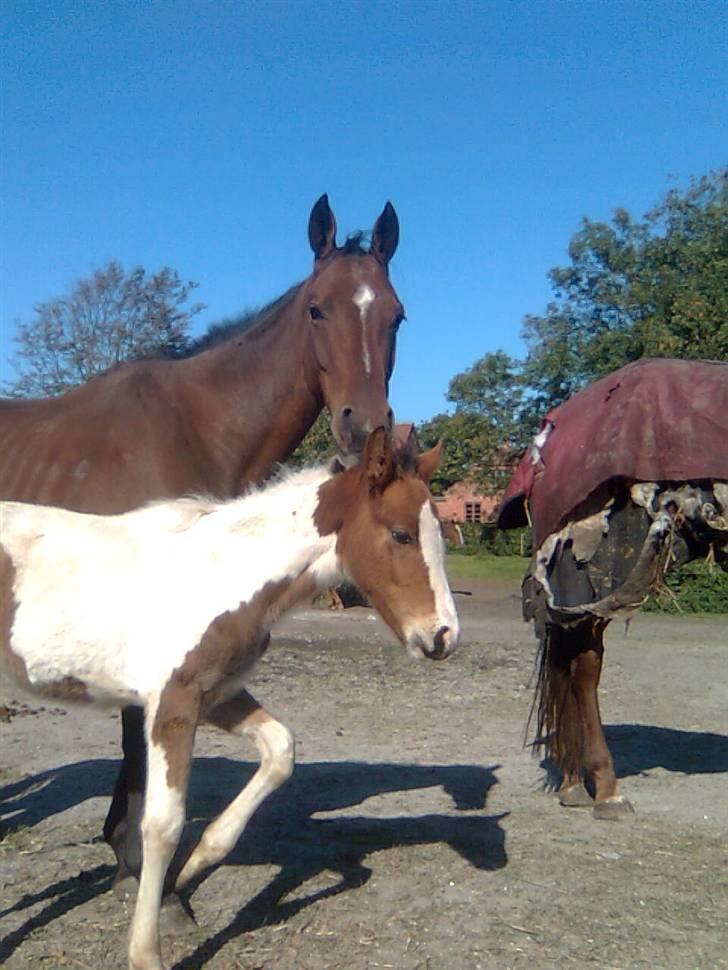 Anden særlig race Thunder Cloud R.I.P billede 20