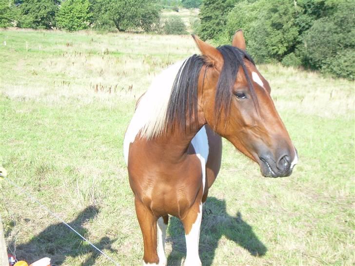 Anden særlig race Spirit - solgt billede 13