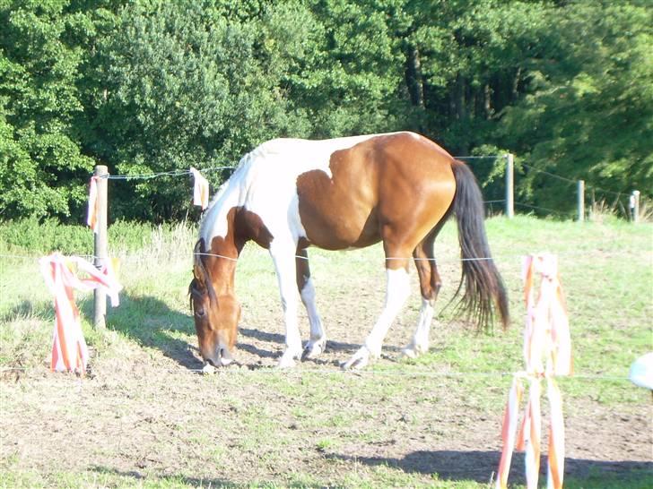 Anden særlig race Spirit - solgt billede 14