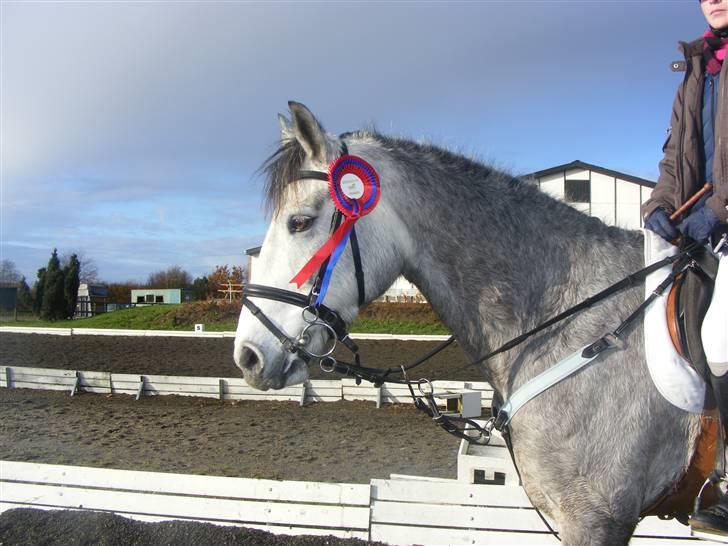 Connemara | Tour/Tut <3 Solgt - 20# Wee.. vores første sløjfe<3<3  Foto: Emma S billede 20