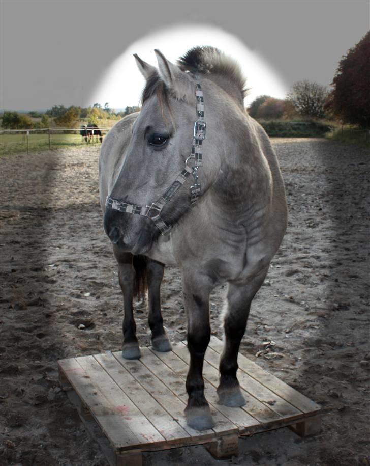 Anden særlig race Bailey - Vi øvede i at gå på paller.. her fik han alle 4 ben op <3 han stod bare i mega lang tid uden at gå ned. Foto: Mig billede 11