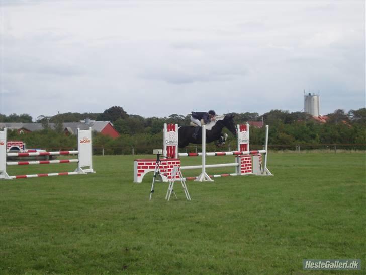 Pinto Solvangs Prinsesse Dina - Her er vi i Guldager. Lb eller La. billede 6